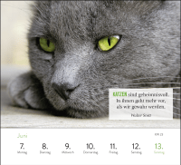 Wochenkalender 2027: Kluge Katzen Zusatzmaterial