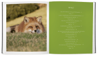 Zusatzmaterial PA 978 3 426 21452 7 innen 02 von Ayla - meine ungewöhnliche Freundschaft mit einem jungen Fuchs von Silje Elin Matnisdal, Leiv Magnus Grøtte