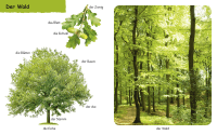 Duden 12+: Kennst du das? Im Wald Zusatzmaterial