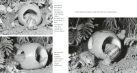 Zusatzmaterial PA 978 3 7373 6400 3 innen 002 von Das Apfelmäuschen von Mathilde Reich, Ulrich Thomas