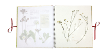 Auf der Hummelwiese – Das große Herbarium Zusatzmaterial