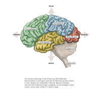 Zusatzmaterial U3 978 3 462 00985 9 von A Day in the Life of the Brain: Wie du dein Gehirn im Alltag smarter nutzt von Bent Freiwald