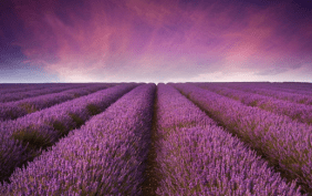 Foto eines Lavendelfelds vor lila Himmel