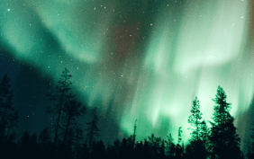 Foto von Polarlichtern über einem Wald