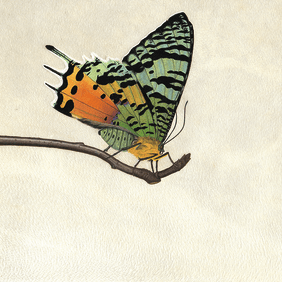Zeichnung grün-orange Schmetterling auf einem Ast