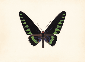Zeichnug schwarz-grüner Schmetterling