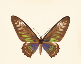 Zeichnung braun-grün-blauer Schmetterling