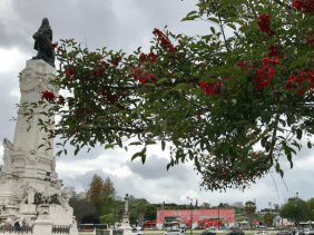 Baum mit Blumen im Hintergrund die Stadt 