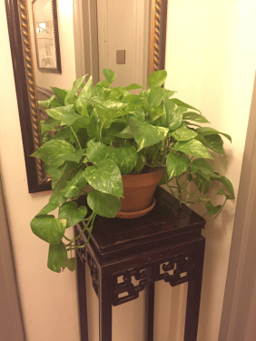 Pflanze im Hotelzimmer