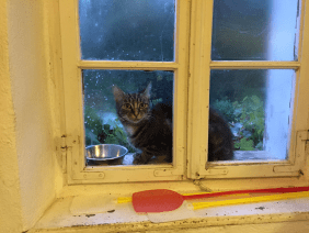 Kater Aleph sitzt vor einem Fenster des Wohnhauses von Gerhard Roth in der Steiermark