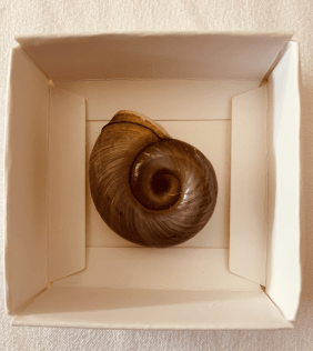 Der Talisman aus Freiburg: Das großes Gehäuse einer Wasserschnecke.