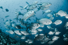 Fische
