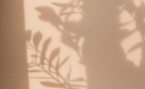 Schatten von Pflanzen an einer warm-leuchtenden Wand