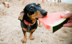 Dackel snackt Wassermelone
