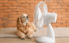 Spaniel genießt die Brise eines Ventilators