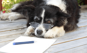 Border Collie rätselt mit schlauer Brille.