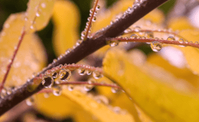 Herbstlicher Zweig mit Tropfen