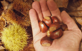 Hand voller Kastanien, im Hintergrund Herbstlaub und Kastanienhüllen