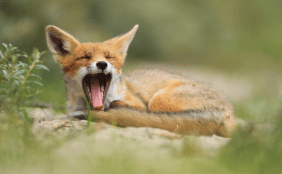 Fuchs von Julian Rad