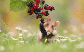 Hamster von Julian Rad