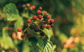 Nahaufnahme eines Strauchs mit reifenden Brombeeren, einigen noch roten und bereits schwarzen Früchten zwischen grünen Blättern.