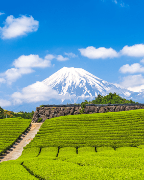 Matcha-Anbau, im Hintergrund Mout Fuji