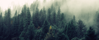 Wald