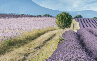 Lavendelfelder in der Provence