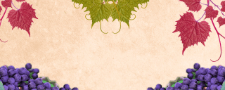 Hintergrund Kristin Harmel - Das letzte Licht des Tages