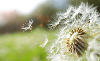 Pusteblume