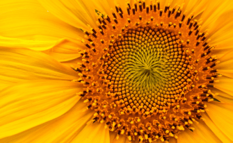 Sonnenblume nah