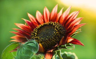 Sonnenblume rot