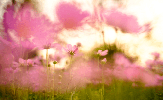 Blumen sprechen symbolisch