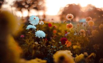 Blumen blühen auf der Wiese