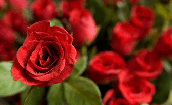 Rosen sind symbolträchtig
