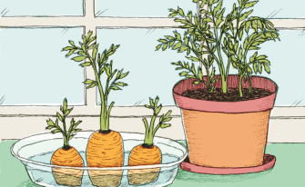 Illustration, wie man kleine Möhren mit Hilfe der von Möhren neues Möhrengrün züchten kann