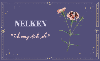 Nelkenbild auf dunklem Hintergrund