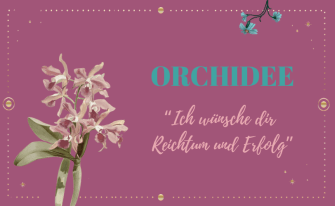 Orchideenbild auf rosigem Hintergrund