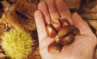 Hand voller Kastanien, im Hintergrund Herbstlaub und Kastanienhüllen