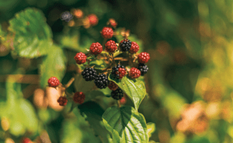 Nahaufnahme eines Strauchs mit reifenden Brombeeren, einigen noch roten und bereits schwarzen Früchten zwischen grünen Blättern.