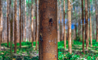 Wald am Tag, ein Baumstamm ist im Vordergrund