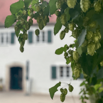hopfen.jpeg