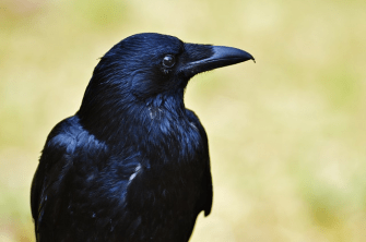 Krähe