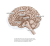 Zusatzmaterial U2 978 3 462 00985 9 von A Day in the Life of the Brain: Wie du dein Gehirn im Alltag smarter nutzt von Bent Freiwald