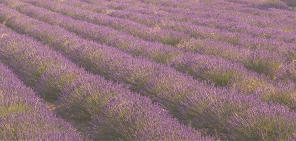 Pierre Lagrange, Teuflische Provence