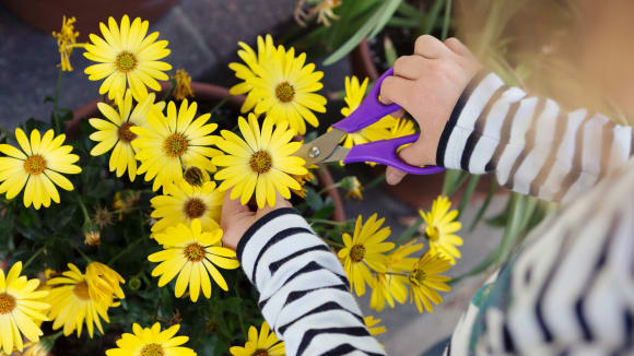 Eine Frauenhand schneidet mit einer lilanen Schere gelbe Blumen ab