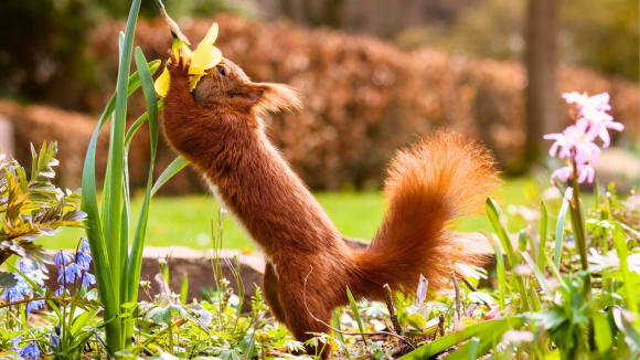 Eichhörnchen begrüßt den Frühling mit Schnuppern an Blume