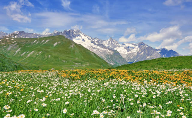 Bergwiese im Sonnenschein