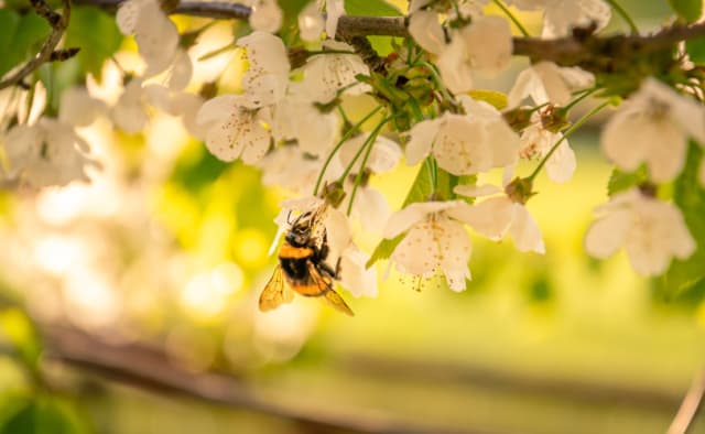 Eine Hummel hängt in Apfelblüten