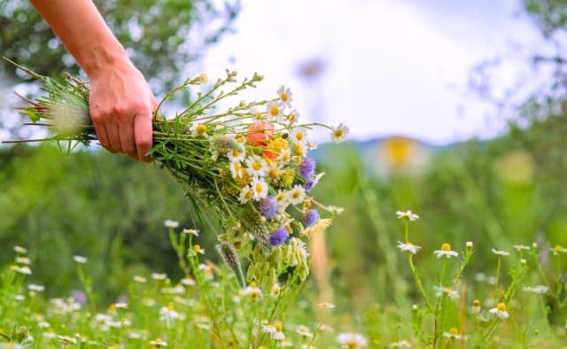 Frühlingswiese mit Feldblumen